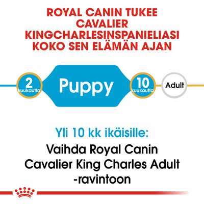 ROYAL CANIN tukee Cavalier KingCharlesinspanieliasi koko sen elämän ajan. 2 kuukautta Puppy, 10 kuukautta Adult. Yli 10 kk ikäisille: Vaihda Royal Canin Cavalier King Charles Adult -ravintoon.