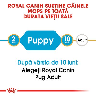 ROYAL CANIN susține câinele Mops pe toată durata vieții sale. Puppy 2 luni–10 luni, Adult. După vârsta de 10 luni: Alegeți Royal Canin Pug Adult.