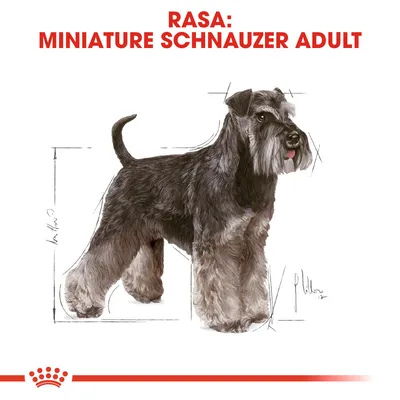 RASA: MINIATURE SCHNAUZER ADULT, imagine cu un câine Schnauzer pitic adult și schițe de dimensiuni în fundal.