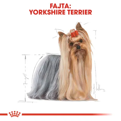 Fajta: YORKSHIRE TERRIER felirat, illusztráció hosszú szőrű yorkshire terrierről piros masnival a fején.