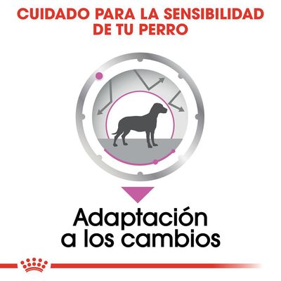 Cuidado para la sensibilidad de tu perro. Adaptación a los cambios.