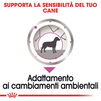 Supporta la sensibilità del tuo cane. Adattamento ai cambiamenti ambientali.