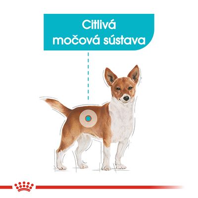 Ilustrácia psa s vyznačenou oblasťou močovej sústavy a textom: Citlivá močová sústava.