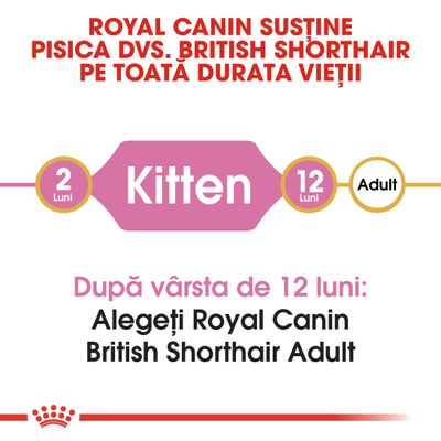 Royal Canin susține pisica dvs. British Shorthair pe toată durata vieții. Kitten 2–12 luni. După vârsta de 12 luni: Alegeți Royal Canin British Shorthair Adult.