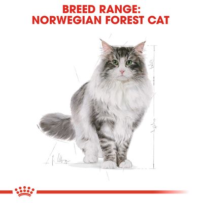 Text: BREED RANGE: NORWEGIAN FOREST CAT. Illustration av norsk skogkatt med grå och vit päls, omgiven av linjer för att visa proportioner.