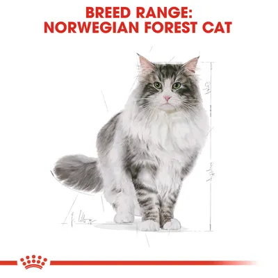 Text: BREED RANGE: NORWEGIAN FOREST CAT. Illustration av norsk skogkatt med grå och vit päls, omgiven av linjer för att visa proportioner.