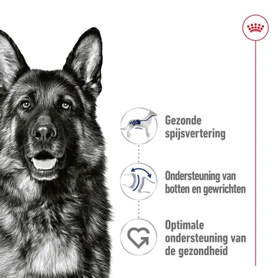 Gezonde spijsvertering, ondersteuning van botten en gewrichten, optimale ondersteuning van de gezondheid – drie voordelen met bijbehorende pictogrammen naast een hond.