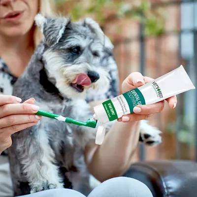 Vet's Best Dental Gel fogkrémet zöld kutyafogkefére kenik, miközben egy kutya a háttérben figyel.