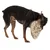 Hond met zwart tuigje speelt met beige-zwart gemêleerd speelgoed.