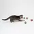 Chaton tigré jouant avec quatre balles froissées en aluminium vert et rouge, présentées sur fond blanc.