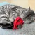 Chat tigré allongé sur un tapis bleu, tenant et mordillant un jouet en peluche rouge en forme d’animal avec des yeux noirs visibles.
