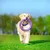 Dog with a purple toy ring outdoors. The ring is labelled 'PET'.