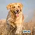 Happy Dog NaturCroq Hundekuchen