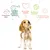 Nourriture saine, équilibre parfait protéines-graisses, bien-être animal, meilleure planète, chiens heureux en bonne santé affichés autour d’un chien assis.