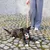 Dog on a red lead with harness, lying on a paved ground next to a person in grey trousers and white shoes.