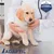 ADAPTIL, dierenarts met puppy op onderzoekstafel. Badge: ADAPTIL VETERINARY RECOMMENDED CLINICALLY PROVEN.