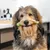 Dog holding green toothbrush in mouth, background shows care products on a table.