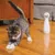 PetSafe® FroliCat® Bolt Laser katteleke