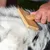 Hand holding a wooden brush with metal bristles, brushing an animal's fur.