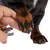Hand holding dog's paw while nail clipper is used. Demonstration of using a nail clipper for pets.