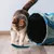Chat tigré debout devant un tunnel de jeu bleu pour chat, sur sol en bois, avec un jouet plumeau bleu au sol.