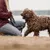 Frau hält eine Hundeleine, während ein nasser, lockiger Hund am Strand steht.