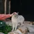 Virbac Veterinary HPM Cat Kidney & Joint KJ2 Virbac Veterinary HPM Cat Kidney & Joint KJ2