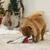 beeztees Flatino Reindeer Dog Toy - 35 x 12 x 5.5 cm (L x W x H) beeztees Flatino Reindeer Dog Toy - 35 x 12 x 5.5 cm (L x W x H)