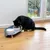 Gato preto a comer de conjunto elevado de taças com duas tigelas, uma para água e outra para comida. Conjunto de taças sobre chão de madeira em frente a uma janela.