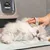 A hand brushes the fur of a white cat with a green brush on a towel. Pet care accessories visible.