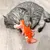 Grijze kat met oranje pluche kattenspeeltje op houten vloer, CE-label zichtbaar aan het speeltje.