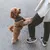 Hund med brun päls bär en svart sele och står upprätt bredvid en person i jeans och sneakers.