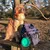 Dog with green foldable bowl and blue backpack on a bench in the forest. Accessories for outdoor activities visible.