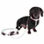 Dark brown dachshund with white fabric dog lead and leather details, worn white collar with pink and orange accents.
