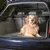Cane seduto nel bagagliaio di un'auto con una griglia di sicurezza nera tra bagagliaio e abitacolo.