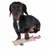 Dark brown dog with a fabric toy from Nomad Tales, rectangular with a colourful pattern at one end.