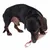Dachshund playing with a beige fabric toy featuring a colourful loop.
