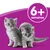 Chatons gris tigrés sur fond violet avec texte « 6+ semaines » dans un cercle blanc, indiquant l’âge recommandé pour le produit ou service.