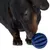 Chien noir et feu tenant une balle bleue rainurée en plastique dans sa gueule, vue rapprochée sur fond blanc.