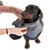 Hund wird in eine graue Fleecejacke mit rotem Akzent gekleidet. Demonstration der Anziehweise für Hundebekleidung.