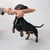 Hund spielt mit einem braunen Plüschspielzeug, das von einer Hand gehalten wird.