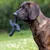 Dog with black cross-shaped chew toy in its mouth, standing on grass.