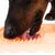 Hund leckt eine orangefarbene Schleckmatte mit strukturierten Oberflächen, geeignet für langsames Fressen oder Beschäftigung.
