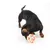 Dog playing with a colourful chew toy shaped like a knot.