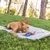 Hund spielt auf einer grauen Matte im Freien mit einem blauen Spielzeug. Produkt zeigt Nutzung von Hundespielzeug und Outdoor-Zubehör.
