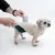 Demonstration des Anlegens einer Hundewindel an einen kleinen weissen Hund. Hände halten die Windel und befestigen sie am Körper des Hundes.