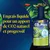 Tetra CO2 Plus Engrais liquide. Apport intensif de CO2 pour une croissance des plantes luxuriante et rapide. Engrais CO2 hebdomadaire.