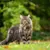 Virbac Veterinary HPM Cat Allergy A2 Virbac Veterinary HPM Cat Allergy A2