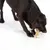 Perro juega con un juguete para masticar de madera y cuerda sobre fondo blanco.
