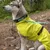 Chien portant un manteau imperméable jaune et un collier bleu-vert avec laisse assortie, marque visible : Hurtta. Boucle de fermeture en plastique sur le manteau.